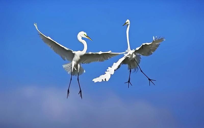 Frolic in the air Great Egret, HD wallpaper