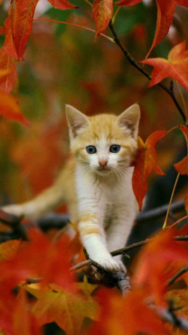 Fall Kitty, autumn, cat, cats, kittens, HD phone wallpaper | Peakpx