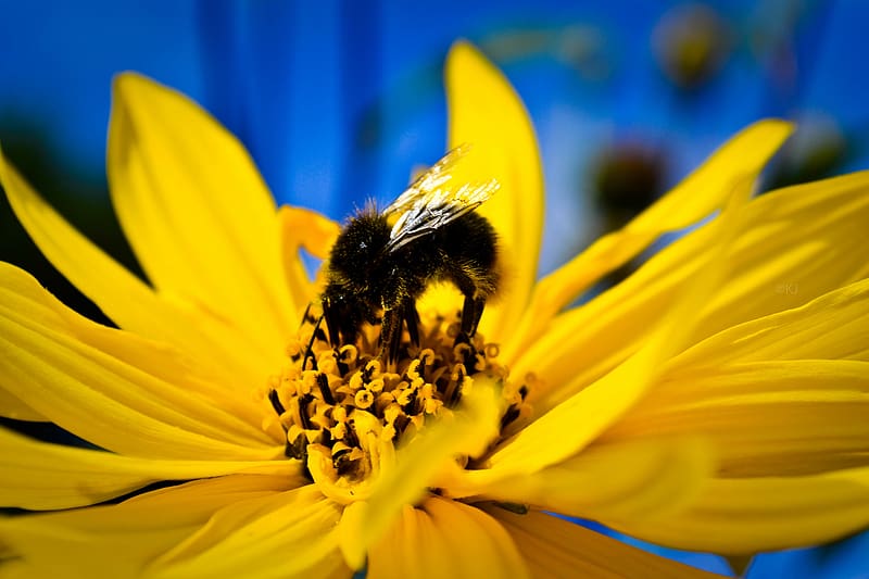 Insects, Macro, Close Up, Bee, Animal, hop, HD wallpaper | Peakpx