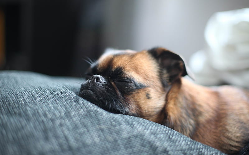 Brown Pug Sleeping-dog, HD wallpaper