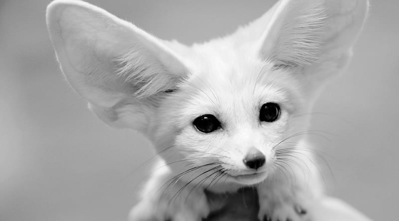 i hear that!, ears, adorable, animal, cute, graphy, big, love, funny, white, fur, HD wallpaper