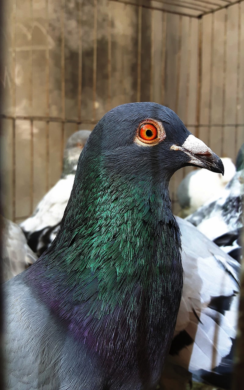 Pigeon, bonito, beauty, birds, love, nice, peace, pet, graphy, pigeons, HD  phone wallpaper | Peakpx