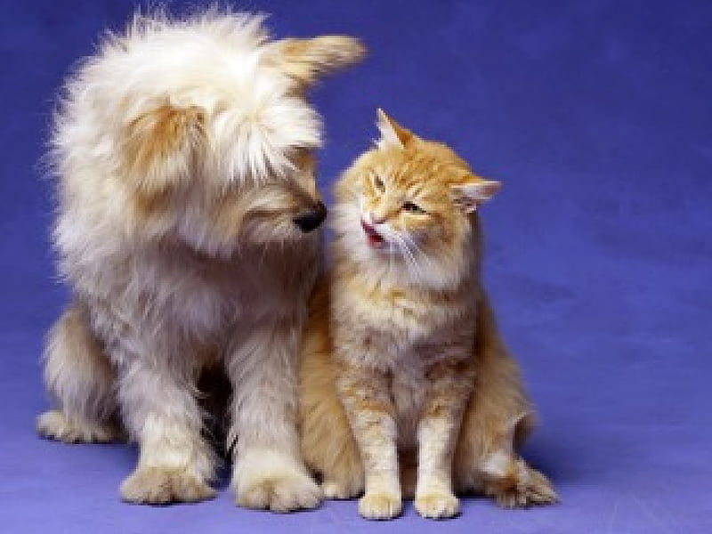 Good friends, friend, ginger, yellow, cat, animal, cute, love, funny, white, couple, fur, dog, blue, HD wallpaper