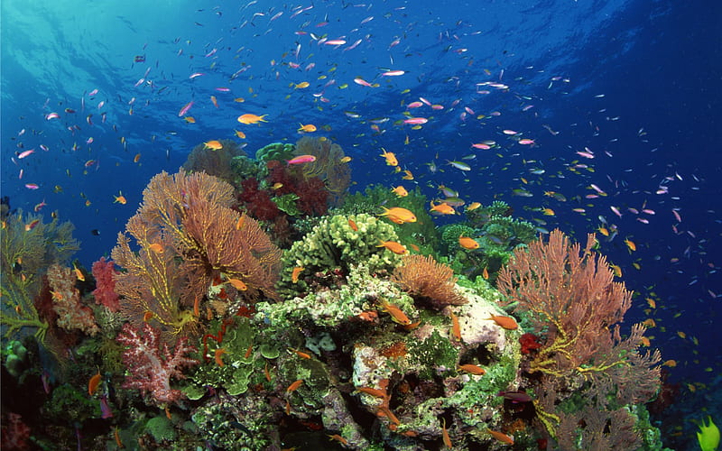 Under the sea, coral, fish, sea, blue, HD wallpaper | Peakpx