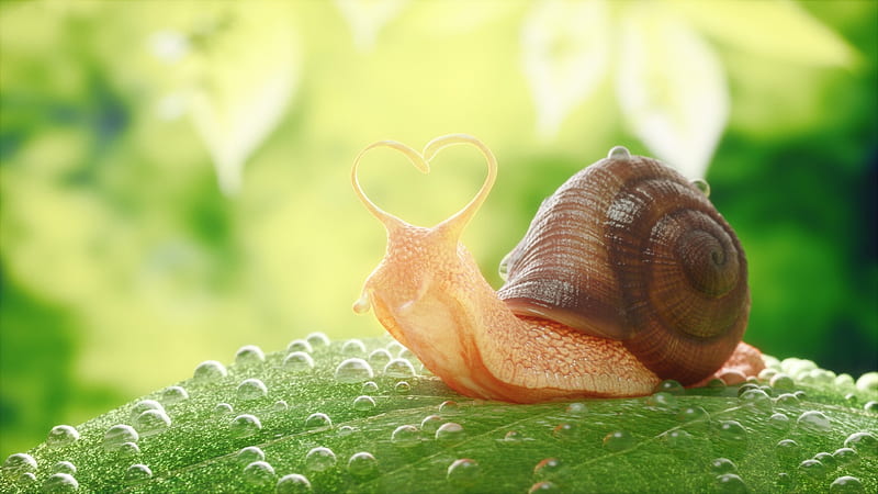 Animal, Snail, Macro, HD wallpaper