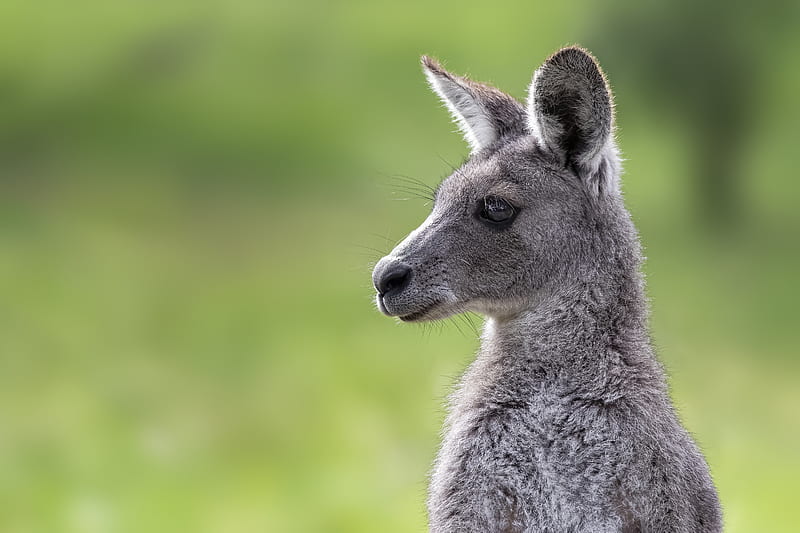 Animal, Kangaroo, Eastern Grey Kangaroo, Wildlife, HD wallpaper