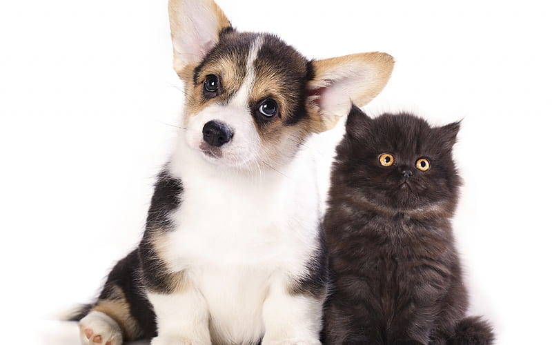 Welsh Corgi Cardigan, puppy and kitten, small dog and black kitten, fluffy cute little cat, friendship concepts, cat and dog, pets, HD wallpaper