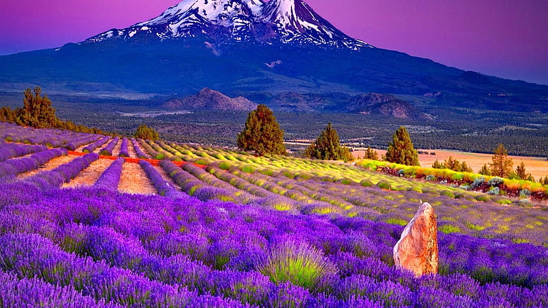 Hãy cùng tìm đến cánh đồng hoa Lavender đầy mầu sắc và hương thơm đậm đà. Bức ảnh này sẽ khiến bạn nhớ đến những chuyến đi đầy sự thư giãn và hưởng thụ. Các điều tuyệt vời như thế chắc chắn sẽ khiến bạn muốn chiêm ngưỡng bức ảnh này thêm nhiều lần nữa.