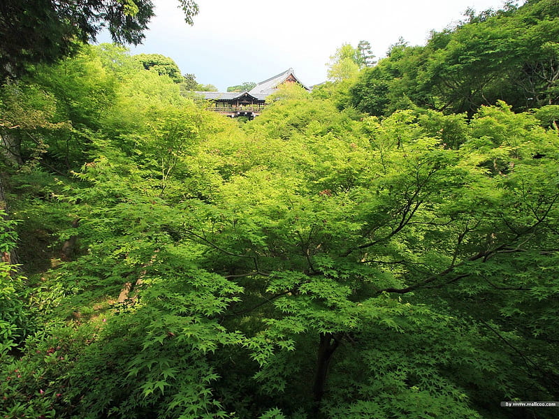 Green Park views- Japanese garden art landscape, HD wallpaper