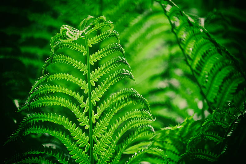 fern, leaf, macro, plant, HD wallpaper