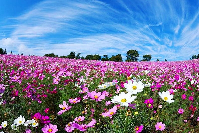 Flower Field, purple, blossoms, colors, white, clouds, sky, cosmea, HD wallpaper