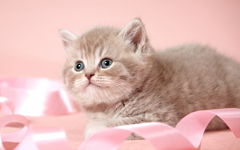 Cute kitten, furry gray kitten, cute animals, pets, pink ribbon, Cats, HD wallpaper