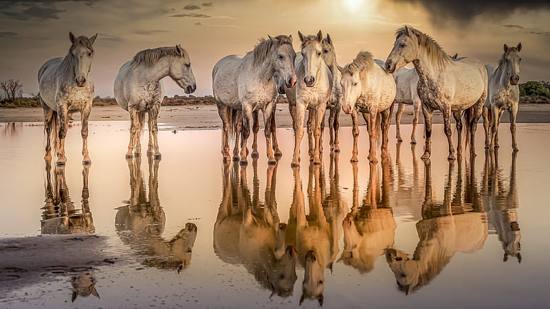 Animal, Horse, Reflection, Water, HD wallpaper