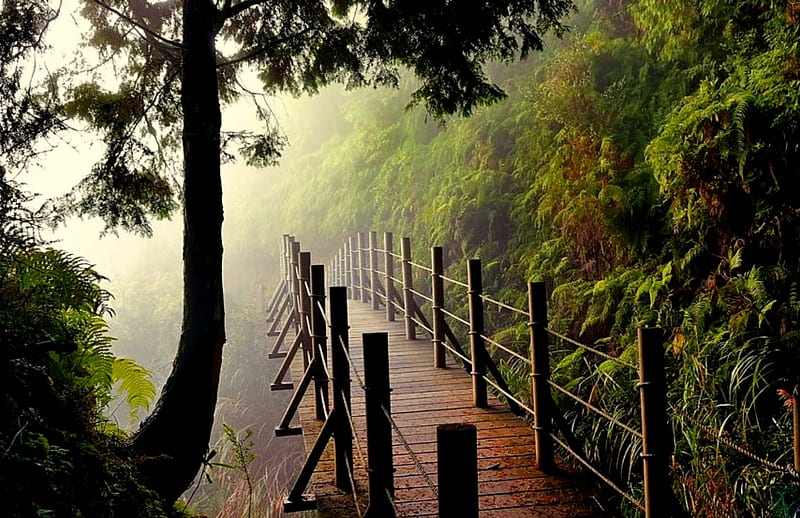 Misty Morning, walking bridge, forest, foggy, misty, rain forest, trees, fog, HD wallpaper