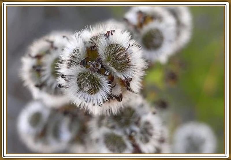 SEED HEADS, SEED, NATURE, HEADS, HD wallpaper