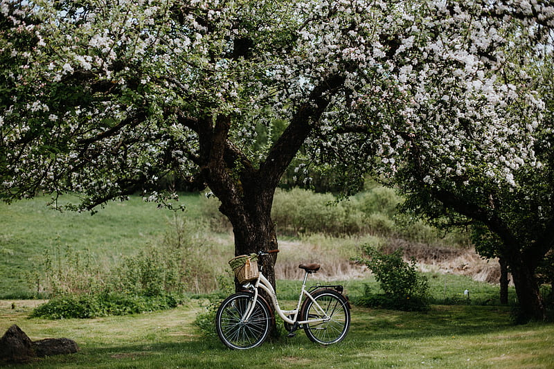 bicycle, tree, apple tree, bloom, flowers, HD wallpaper