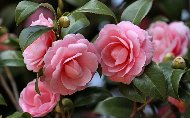 5 Camellias FC, romance, bonito, floral, graphy, love, wide screen, flower, beauty, Camellia, HD wallpaper