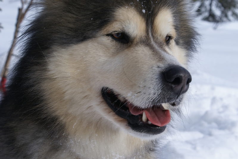 Malamute alaskan, background, cute, snow husky, dogs, dog, HD wallpaper