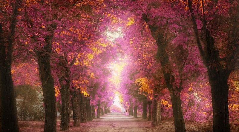 Beautiful Pink Park, Pink, Tress, bonito, Natue, Love place, Flowers,  Sunset, HD wallpaper | Peakpx
