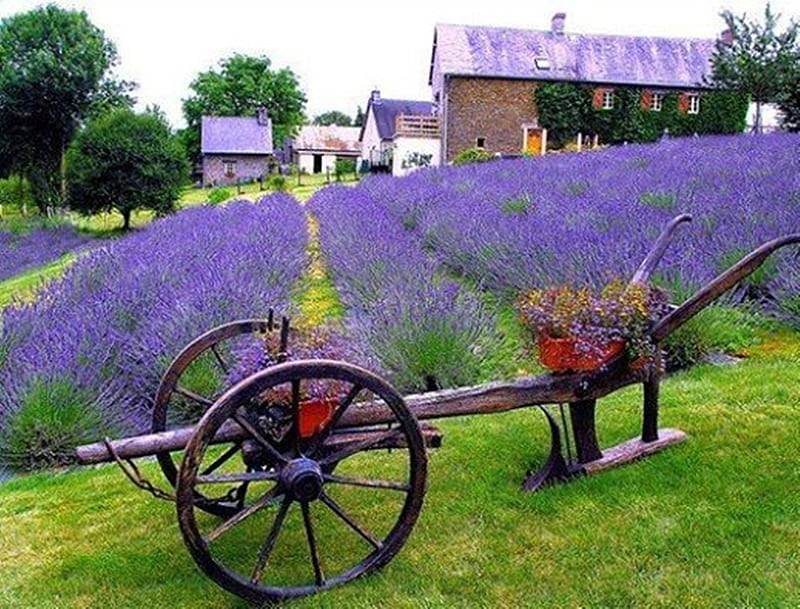 Provence Mon Amour, cool, purple, village, nature, bonito, lavender, HD wallpaper