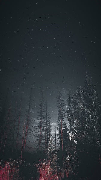 Baixar 1920x1080 anime paisagem, floresta, noite, estrelas, lobo