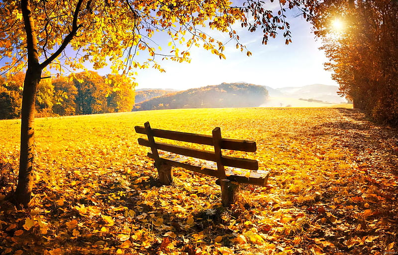 Golden day, bench, day, yellow, foliage, fall, rest, sun, autumn, golden, bonito, leaves, rays, HD wallpaper