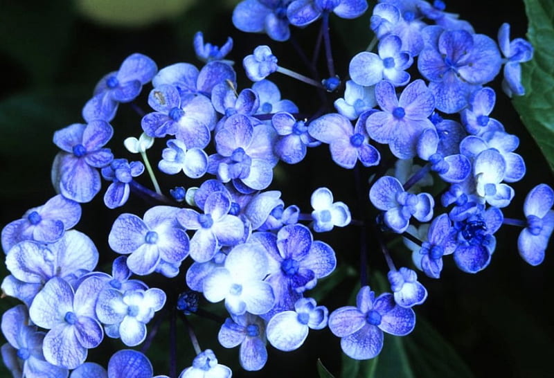 Hortensia azul, expresión, nuevo, color, Fondo de pantalla HD | Peakpx