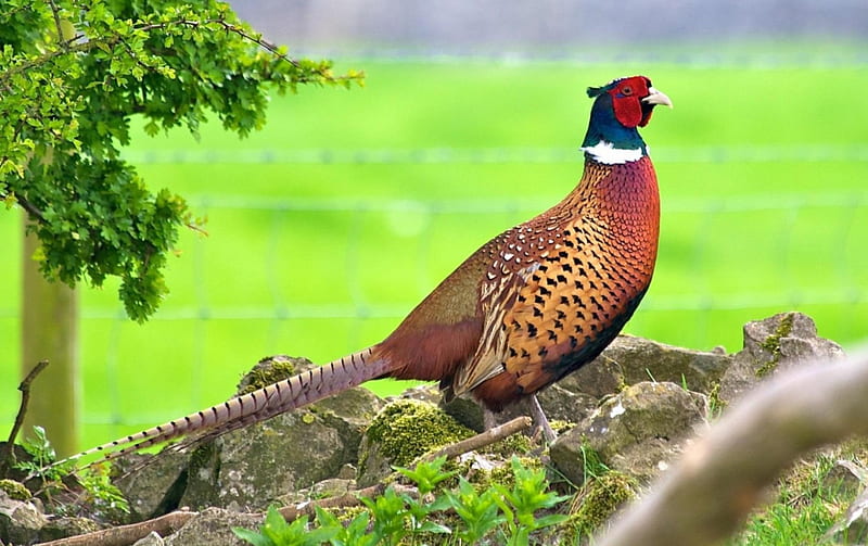 Color Pheasant, Pheasant, Feathers, Bird, Color, HD wallpaper