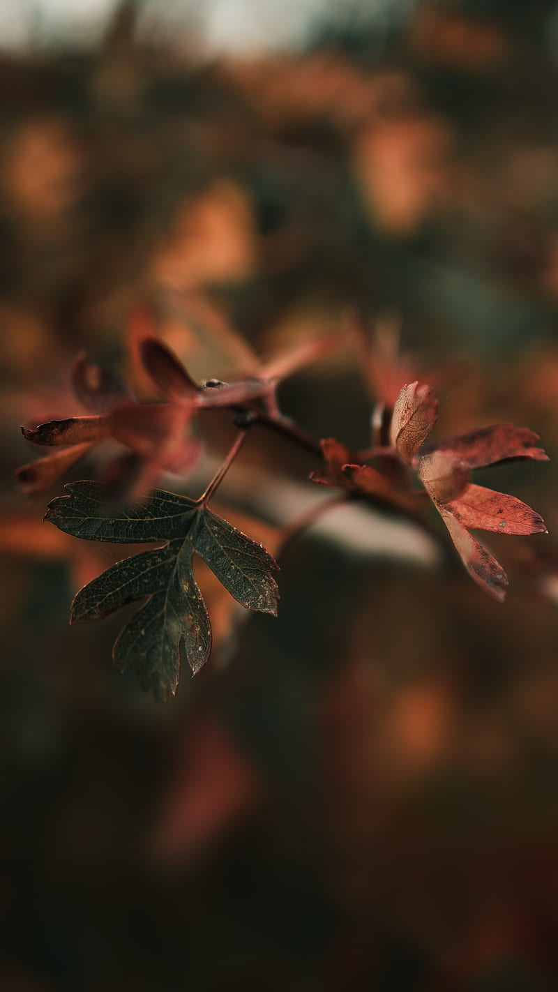 red leaves in tilt shift lens, HD phone wallpaper