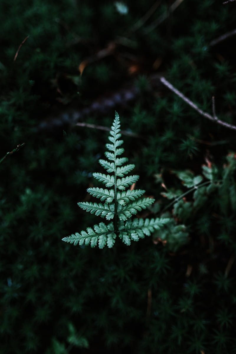 fern, branch, leaf, green, focus, HD phone wallpaper