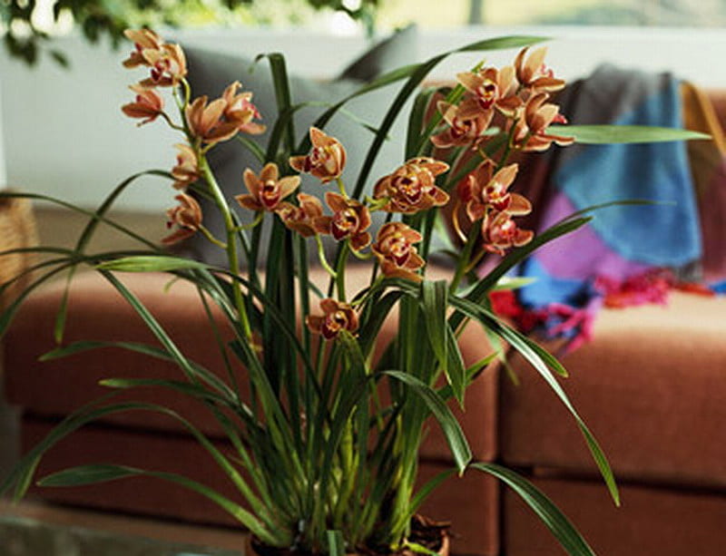 Orquídea, flores, hojas, marrón, verde, Fondo de pantalla HD | Peakpx