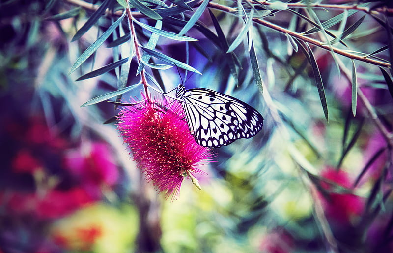 black and white paperkite butterfly perching on pink petaled flower, HD wallpaper