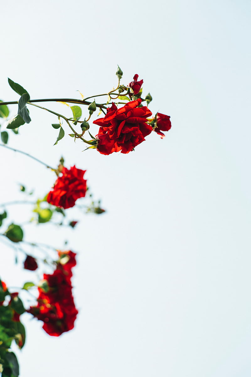 roses, red, flowers, bloom, plant, HD phone wallpaper