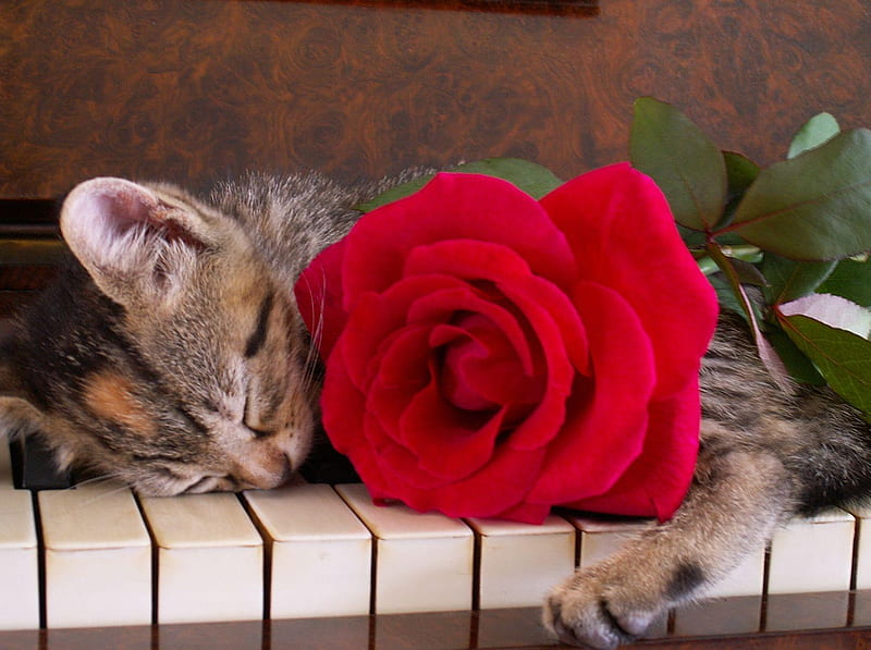 Peaceful sleep, red, keys, rose, flower, cat, kitten, sleeping, piano, HD wallpaper