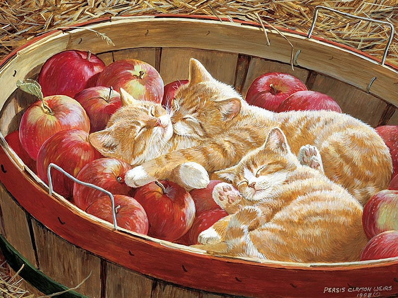 :), apple, red, sleep, autumn, persis clayton weirs, cat, bucket, cute, fruit, sea, painting, pictura, kitten, pisici, HD wallpaper