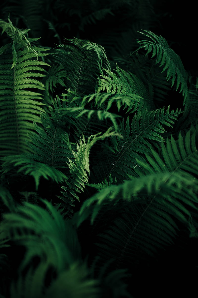 nature, ferns, plants, green, portrait display, vertical, HD phone wallpaper
