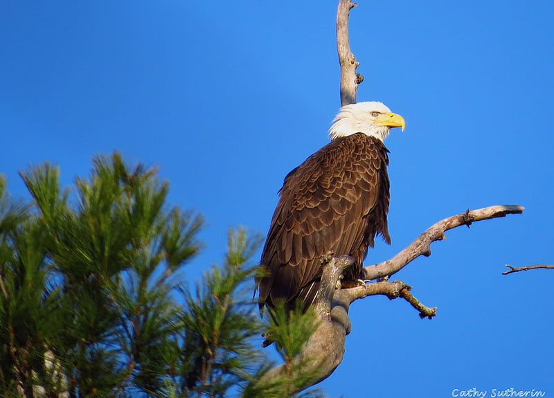 Eagle and Proud, holiday, Ohio, patriotic, eagle, American, animal, liberty, tree, proud, pine, bird, nature, HD wallpaper