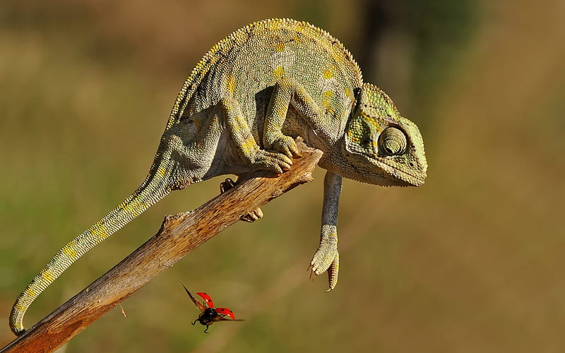 chameleon, branch, wildlife, reptile, Chamaeleonidae, HD wallpaper