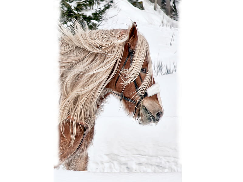 clydesdale, budweiser, horse, snow, HD wallpaper