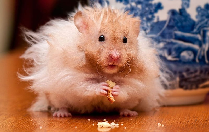 Mouse, table, chees, downy, animal, HD wallpaper