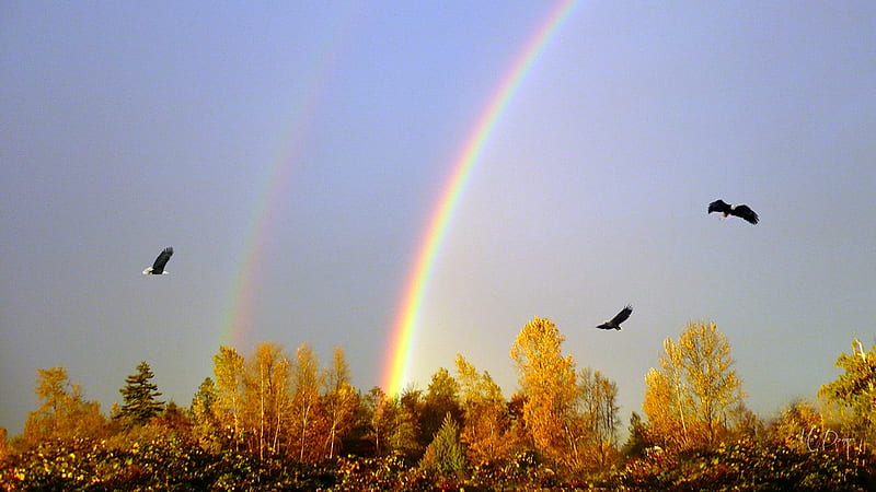 Autumn Double Rainbow, eagles, fall, rainbows, autumn, country, trees, sky, Firefox Persona theme, HD wallpaper