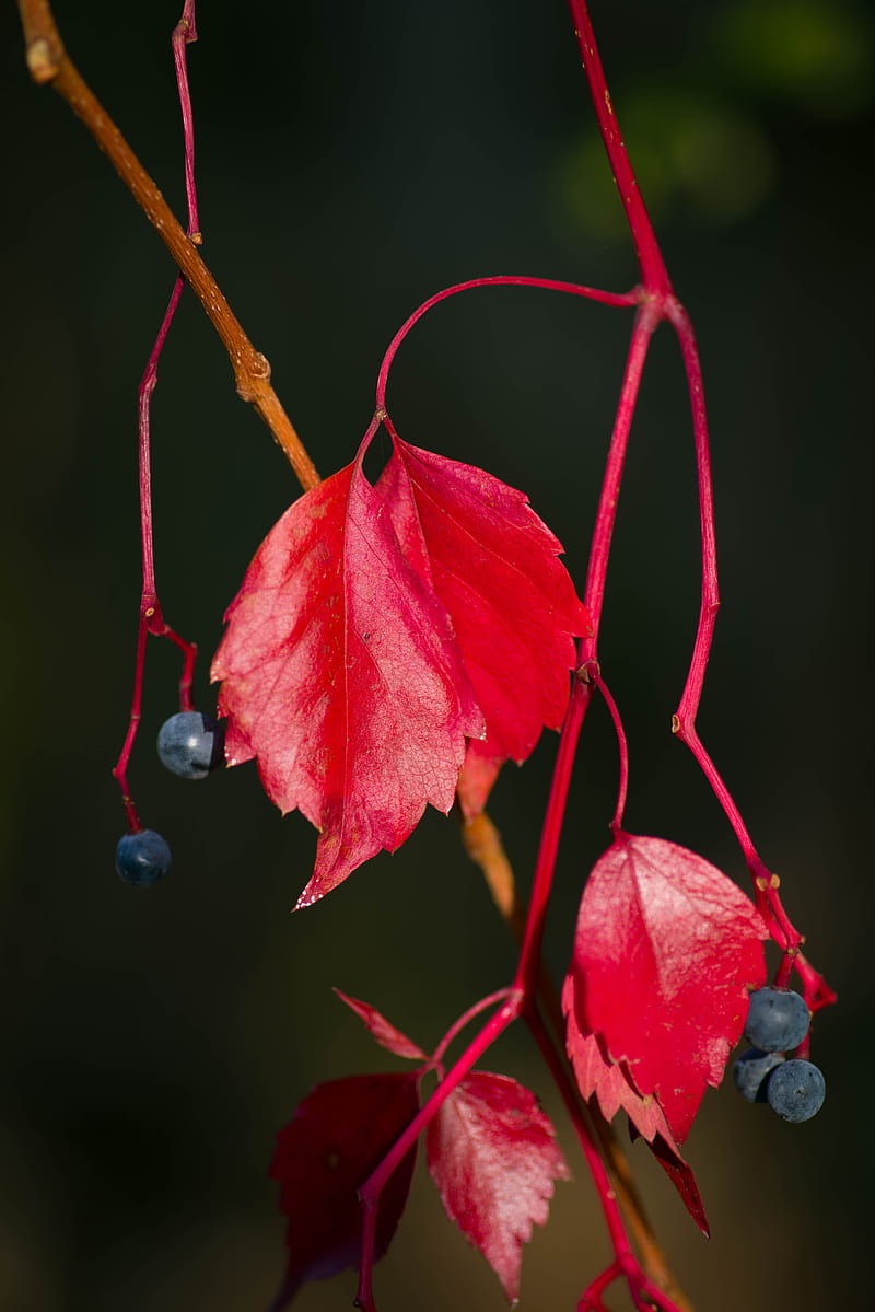 wild grapes, leaves, berries, plant, red, macro, HD phone wallpaper