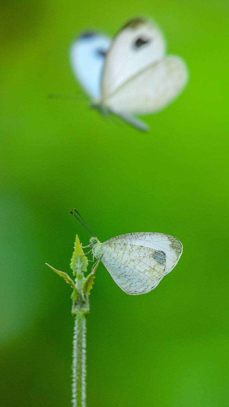 Rice Swift Butterfly, beautiful, fly, green, graphy, saptarshi gayen, two, white, HD phone wallpaper