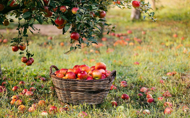 Apples, tree, grass, basket, orchard, HD wallpaper