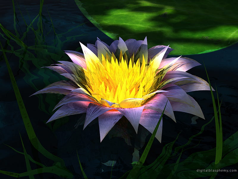 pot of gold, flower, water lilly, nature, bonito, HD wallpaper