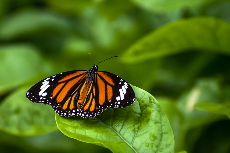 monarch butterfly perched on green leaf in close up graphy during daytime, HD wallpaper