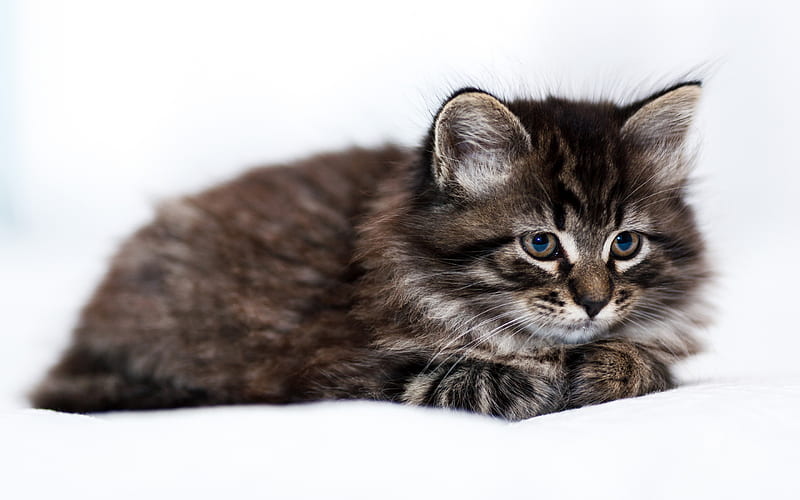 American Curl, kitten, little fluffy cat, cute animals, kitten on a white background, cats, HD wallpaper