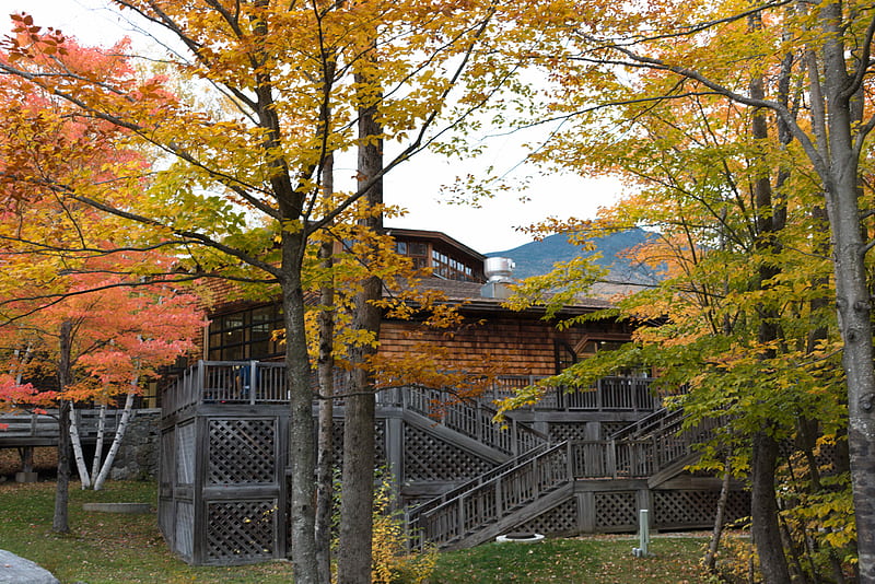 Trees Beside House At Daytime, Hd Wallpaper 