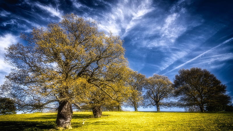 trees on a wonderful grassy hill r, grass, r, trees, clouds, hill, HD wallpaper