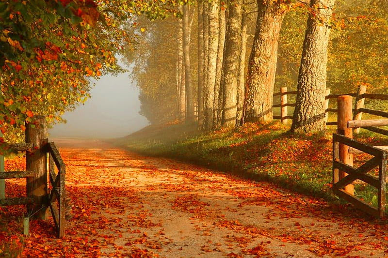 Autumn door, gate, fall, autumn, colors, bonito, trees, foliage, door ...